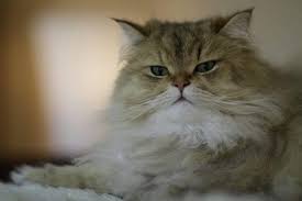 Kedi Ve Kopek Mamasi Bir Kedi Kopek Mamasi Yiyebilir Mi My Animals