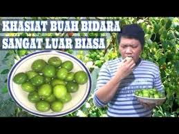Buah bidara bisa dikonsumsi langsung, dibuat olahan minuman segar atau dibuat dalam bentuk manisan. Penting Makan Buah Bidara Konon Bisa Mencegah Kangker Youtube