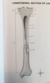 The long bones are those that are longer than they are wide. Longitudinal Section Of Long Bone Diagram Quizlet