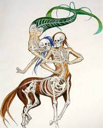 Pin By Kastine Wong On Skulls Skeletons Creature Drawings Mythological Characters Mermaids And Mermen