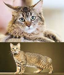 Pixie Bob Breed Information Pictures Kitten Price Cats All Cat Breeds Cats And Kittens