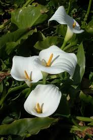 Image result for Zantedeschia aethiopica