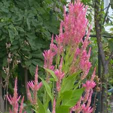 Image result for Amaranthus
