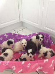Maybe you would like to learn more about one of these? Shih Tzu X Toy Poodle Puppies For Sale Orpington Kent Pets4homes