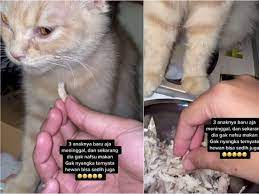 Penyakit diabetes melitus disebabkan kurang aktifnya produksi hormon insulin dari sel kelenjar langerhans pada organ pankreas. Tiga Anaknya Mati Kucing Oren Ini Menangis Dan Tidak Mau Makan Indozone Id