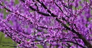 Flowers spring trees spring flowers purple flowers purple flowers trees spring trees spring purple purple trees flower flora nature bloom blossom garden colorful petals blue tree high definition picture petal plant beautiful green fresh stamens sky violet vibrant tulips tulip floral branch pink background. Purple Flowering Tree Purple Flowering Tree Flowering Trees Purple Flowers