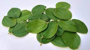 Manfaat daun bidara bagi kesehatan dan kecantikan. Manfaat Daun Bidara Untuk Kesehatan