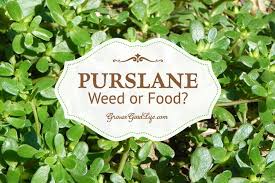 Purslane plant benefits and risks | portulaca oleracea. Purslane Weed It Or Eat It