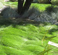 Whether you water by hand or through a sprinkler system, decide how much water your lawn needs with interested in an irrigation systems job? How Often To Water Lawn Bay Area Arxiusarquitectura