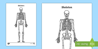 The bones of the skeletal system act as attachment points for the skeletal muscles of the body. The Human Skeleton Without Labels Blank Skeleton Worksheet
