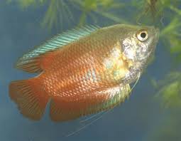 Male Flame Dwarf Gourami 4 5cm Colisa Lalia Freshwater Aquarium Fish Fish Aquarium Fish
