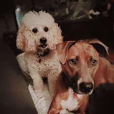 This video, taken by @anzulawson, depicts a typical day in my life the past  few weeks with all my kids home. Here, you'll see @bad_camajama (Cammy),  @theasiangirlthatcud (Seraphina), and @akichambers10 (Aki) with