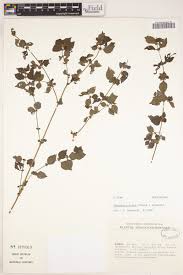 Image result for Droguetia iners