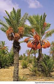 Date Palm Unique Trees Date Plant Planting Flowers