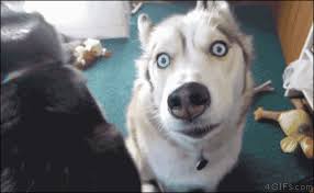 Dog Gif Dump Cute Dogs Doing Cute Things In The Cutest Way Album On Imgur Coco is making good progress quickly. dog gif dump cute dogs doing cute