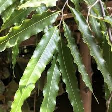 Image result for Monoon longifolium