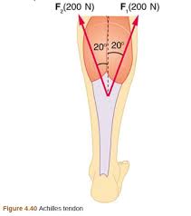 Common types of tendonitis that would cause lower leg pain around the ankle area are achilles tendonitis and posterior tibial tendonitis. Two Muscles In The Back Of The Leg Pull Upward On The Achilles Tendon As Shown In Figure 4 40 These Muscles Are Called The Medial And Lateral Heads Of The Gastrocnemius Muscle