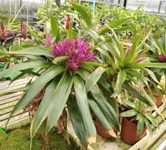 Image result for Xyridaceae