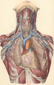 Atlas D Anatomie Descriptive Du Corps Humain Gallica Science Anatomie Anatomy Human Anatomy Art Anatomy Art Medical Drawings