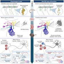 SorCS2 binds progranulin to regulate motor neuron development: Cell Reports