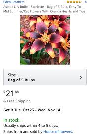 Exotic flowers my flower pretty flowers flower power lilly flower amazing flowers cactus flower tropical flowers fire flower. Asiatic Lily Bulb Scam On The Amazon Dot Com Pink Ink