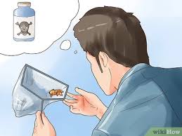 It is believed that a fish feels no deep pain because they have no spinothalamic tract. 3 Ways To Humanely Kill A Fish Wikihow