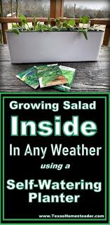 In central texas, it is a bit tedious to grow lettuce successfully, especially if you have a favorite variety. Pin On Simple Frugal Living Tips