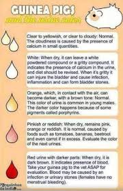 Urine Color Chart Wiki Guinea Pigs