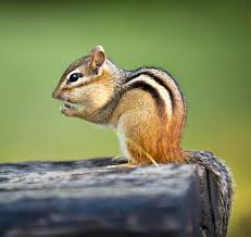 We also help with chipmunk damage and help get rid of chipmunks. Chipmunk Control In Mov Lamp Pestproof Wildlife Control