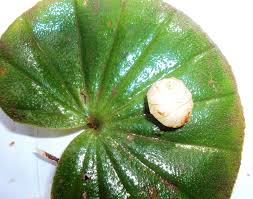 Image result for Nervilia crociformis