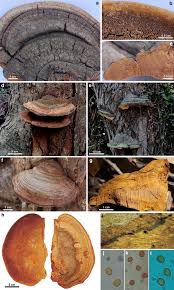 Image result for Phellinus rimosus