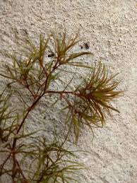 Image result for Najadaceae