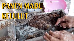 Khasiat madu lebah kelulut khasiat madu kelulut lebah kelulut menghasilkan madu kelulut, propolis dan juga 'bee bread' iai. Panen Madu Lebah Kelulut 1 Sarang Dapat Banyak Youtube