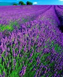 A Warm Welcome From Charente Maritime In Sw France With Five Minute Pan Fried Fish In A Beurre Noisette Sauce With Capers Lavender And Lovage Lavender Fields Lavender Garden Lovely Lavender