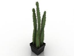 Cactus Free 3d Model