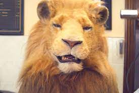 ✔️ sports betting, slots, live casino and much more. Leovegas Let S Roar By Now
