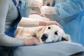 In this article we will help you understand the diagnosis of cancer in dogs. Signs Of Cancer In Senior Dogs