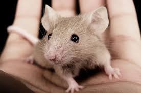 Souris Souris Domestique Photos Souris Souris Dans La Maison