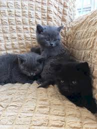 Ankara Beypazari Nda Satilik Kedi Satilik Hayvan