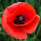 Remembrance Day 2025 event image