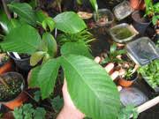 Image result for Myrianthus arboreus