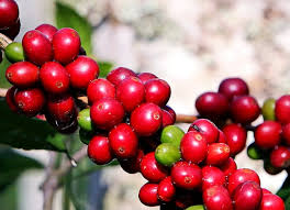 Image result for Coffea racemosa