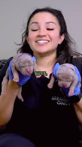 The American Bully Puppies