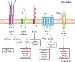 Strayer university și aplus încearcă să redefinească cuvântul succes și ceea ce înseamnă acesta. Microglial Ab Receptors In Alzheimer S Disease Springerlink