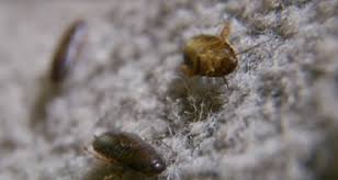 Cînd carnea este gata, zeama de acrește cu borș de casă. Cum SÄ Scapi De Gandacii Orientali De Canalizare Nexles