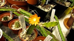 Check it out at choice cactus and collectables. Growing Epiphyllum Cactus From Seeds Propagating Orchid Cactus Youtube