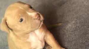 This dog is goofy and stubborn, and he loves to play. Rochester Six American Bulldog Puppies Stolen Bbc News