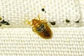 Image result for bed bugs