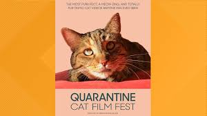 Watch and download korean drama, movies, kshow and other asian dramas with english subtitles online free. Quarantine Cat Film Festival Coming To Virtual Cinemas In June 9news Com