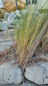 Image result for Juncus kraussii